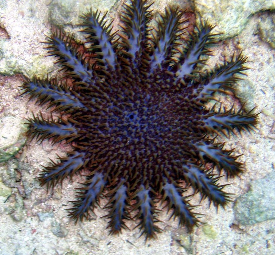 Crown-of-thorns starfish - Wikipedia