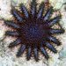 Crown-of-thorns Sea Stars - Photo (c) Paul Britton, some rights reserved (CC BY-SA)