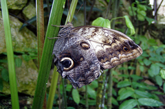 Caligo telamonius memnon