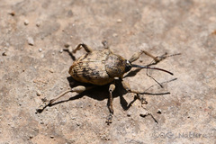 Curculio dentipes