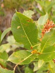 Salix foetida