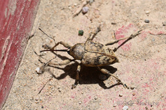 Curculio dentipes