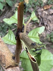 Tetraponera rufonigra