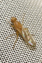 Opomyza florum