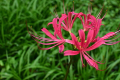 Lycoris haywardii