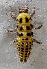 Coccinellidae