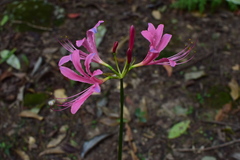 Lycoris haywardii