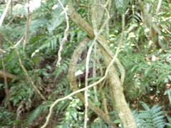 Mucuna macrocarpa