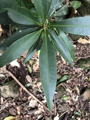Samadera