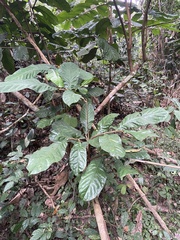 Tetraponera rufonigra