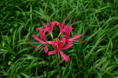 Lycoris haywardii