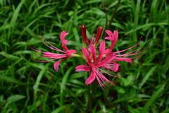 Lycoris haywardii