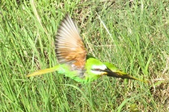 Merops persicus persicus