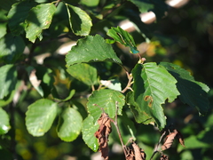 Alnus incana kolaensis