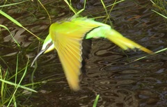 Merops persicus persicus