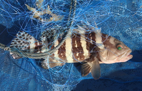 Coral cod (Epinephelus sexfasciatus) — Serranidae — 4