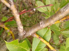 Salix foetida