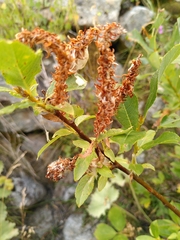 Salix foetida