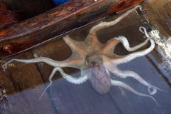 Callistoctopus luteus