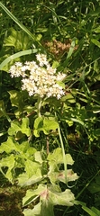 Heracleum sphondylium