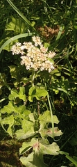 Heracleum sphondylium