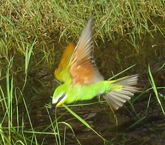 Merops persicus persicus