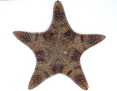 Goniodiscaster scaber