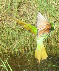 Merops persicus persicus