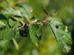 Alnus incana kolaensis