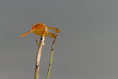 Sympetrum croceolum