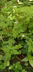 Geranium robertianum