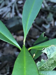 Samadera