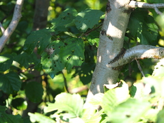 Alnus incana kolaensis