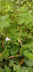 Geranium robertianum
