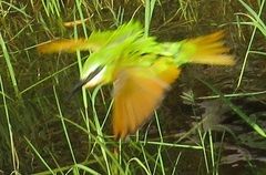 Merops persicus persicus