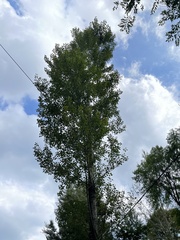 Populus simonii