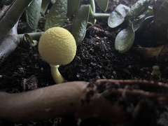 Leucocoprinus birnbaumii birnbaumii