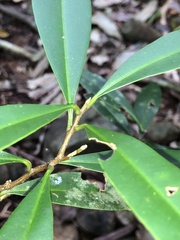 Samadera