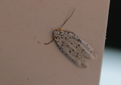 Yponomeuta irrorellus