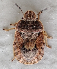 Sciocoris