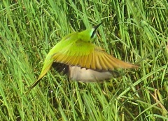 Merops persicus persicus