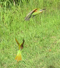 Merops persicus persicus