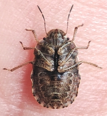 Sciocoris
