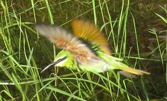 Merops persicus persicus