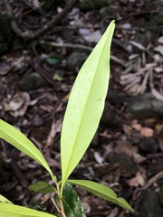 Samadera