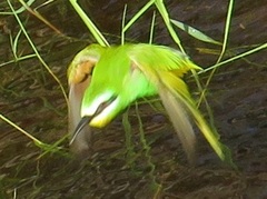 Merops persicus persicus