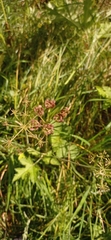 Heracleum sphondylium