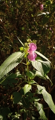 Impatiens glandulifera