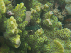Eviota queenslandica
