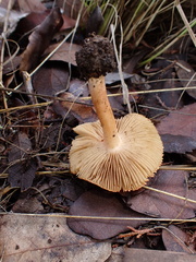 Inocybe roseifolia